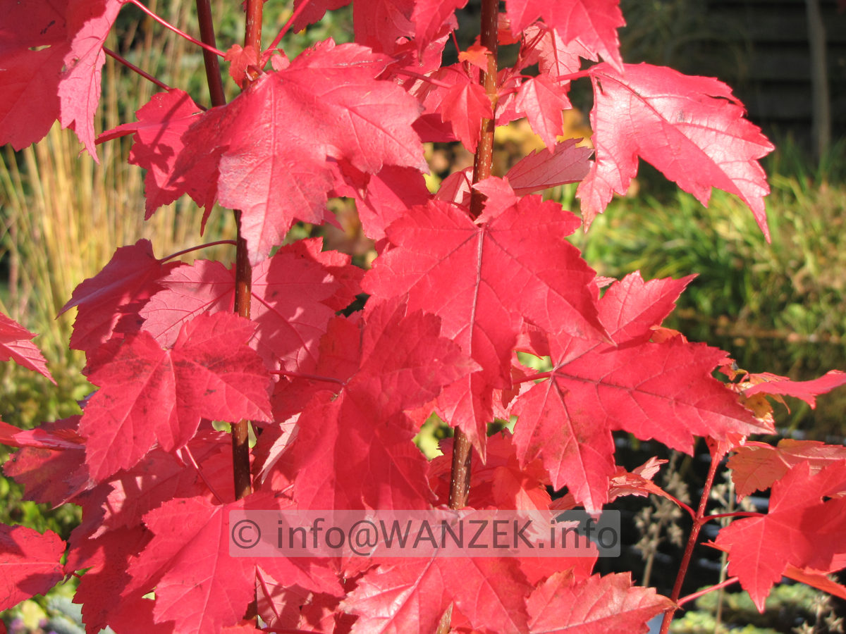 Acer rubrum (Sorten) Herbstfaerbung1nah.JPG